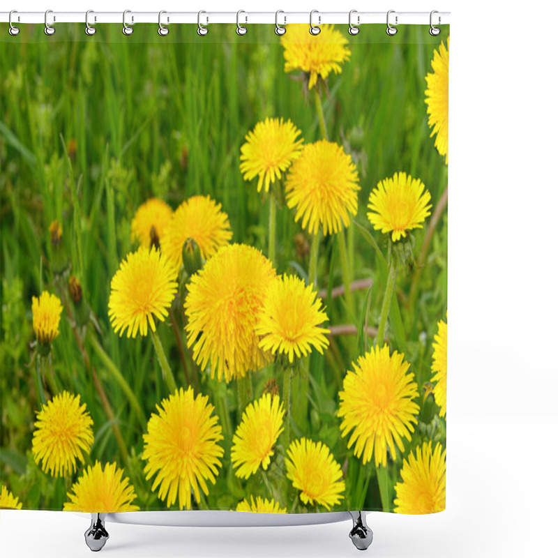 Personality  Dandelions Shower Curtains