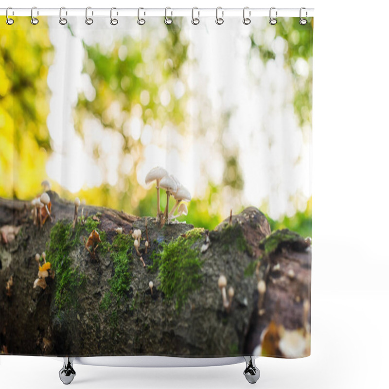 Personality  Close Up Small Mushrooms On The Fall Tree With Moss In Autumnal Forest In Back Sunset Light. Seasonal Nature Details. Selective Focus. Copy Space Shower Curtains