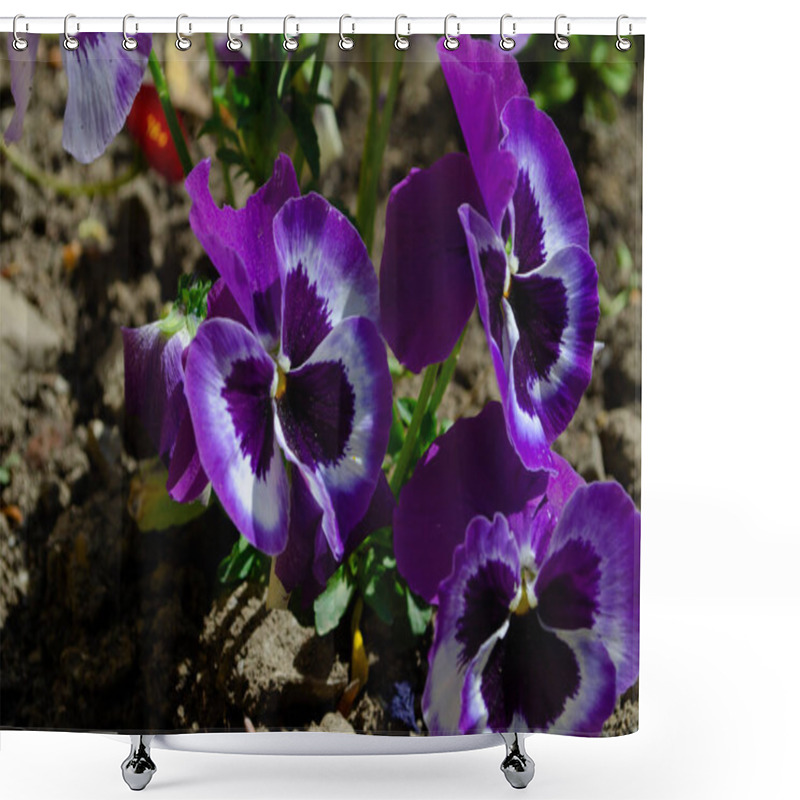 Personality  Close Up Viola Flowers Blooming In The Garden With A Blurred Background In Spring, Selective Focus Shower Curtains