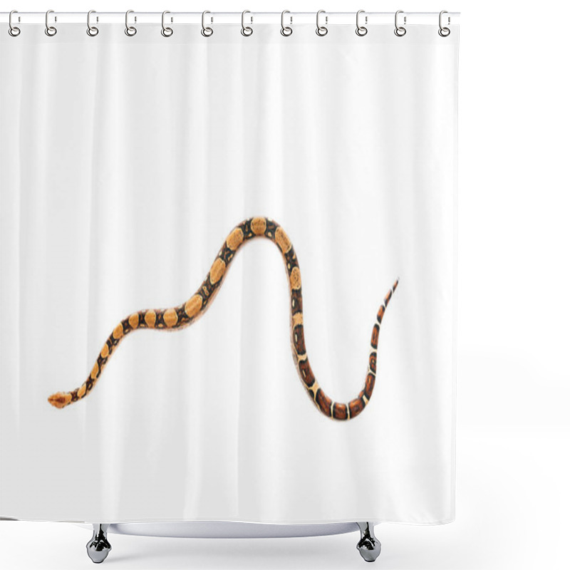 Personality  Top View Of Python Isolated On White Shower Curtains