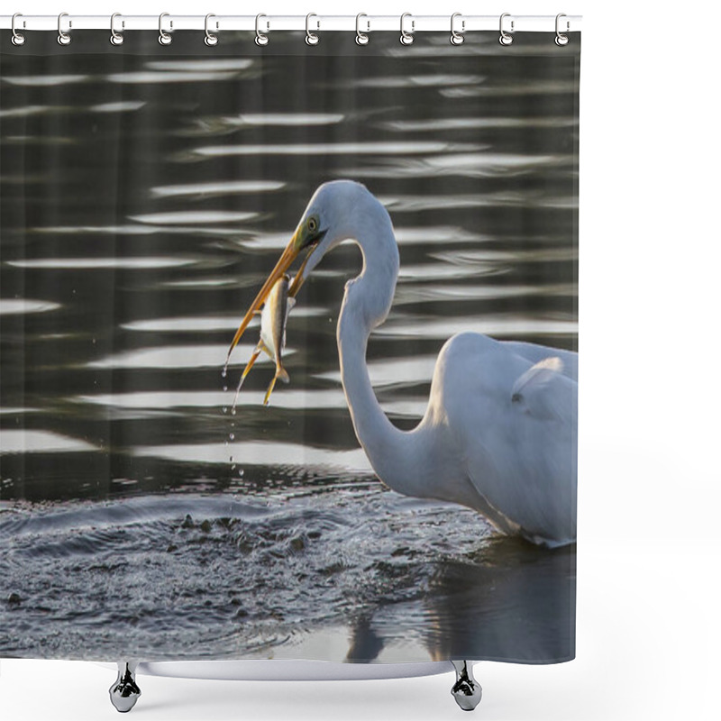 Personality  Great Egret With Catching A Fish At Wetland Sabah, Malaysia Shower Curtains