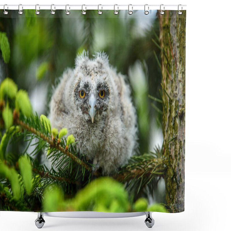 Personality  Baby Long-eared Owl Owl In The Wood, Sitting On Tree Trunk In The Forest Habitat. Beautiful Small Animal In Nature Shower Curtains