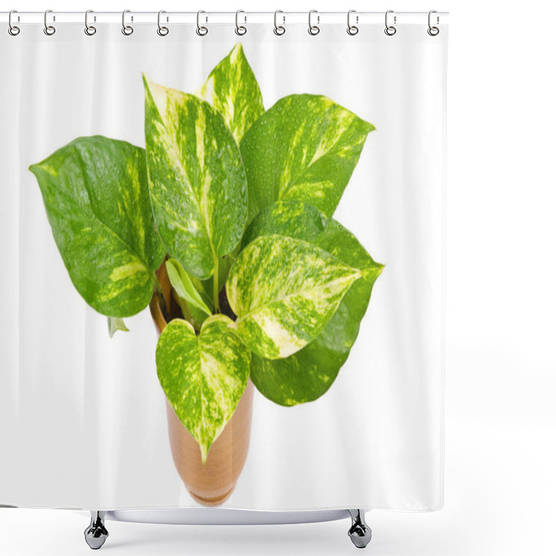 Personality  Isolated Pothos In Pottery Vase Shower Curtains