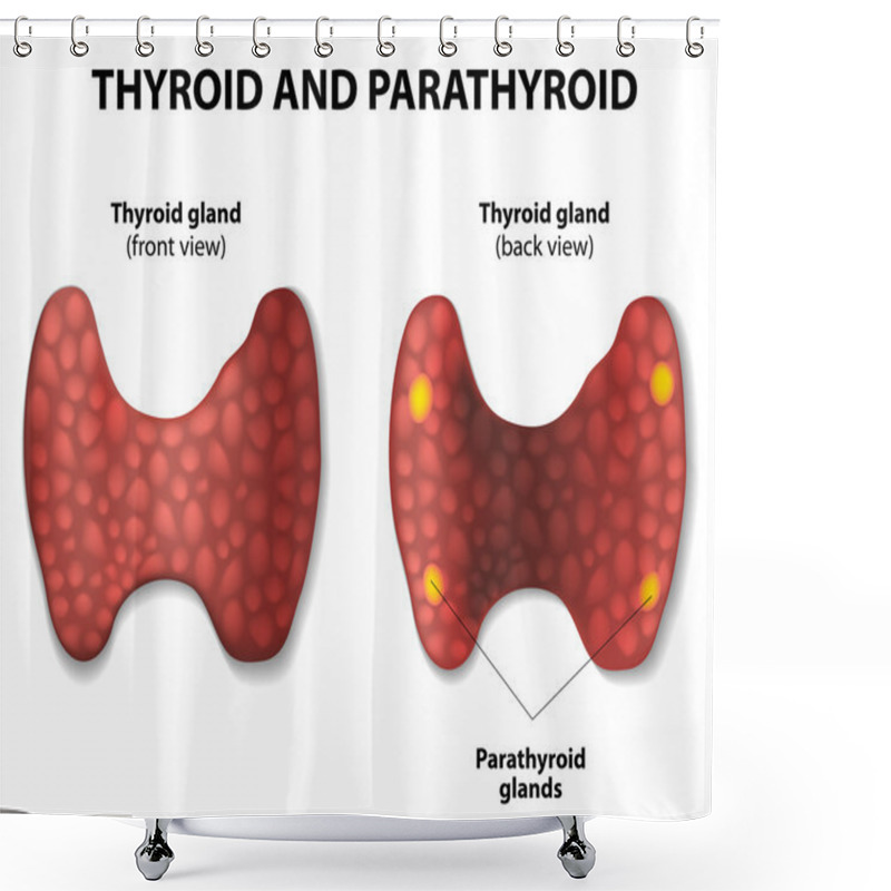 Personality  Thyroid And Parathyroid. Shower Curtains