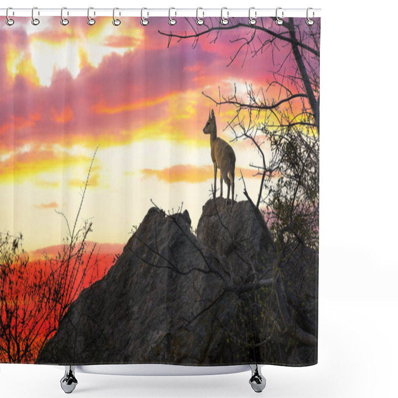 Personality  Solitary Steenbok Looks Out From A Rocky Outcrop. Sunset In Kruger National Park, South Africa.  Shower Curtains