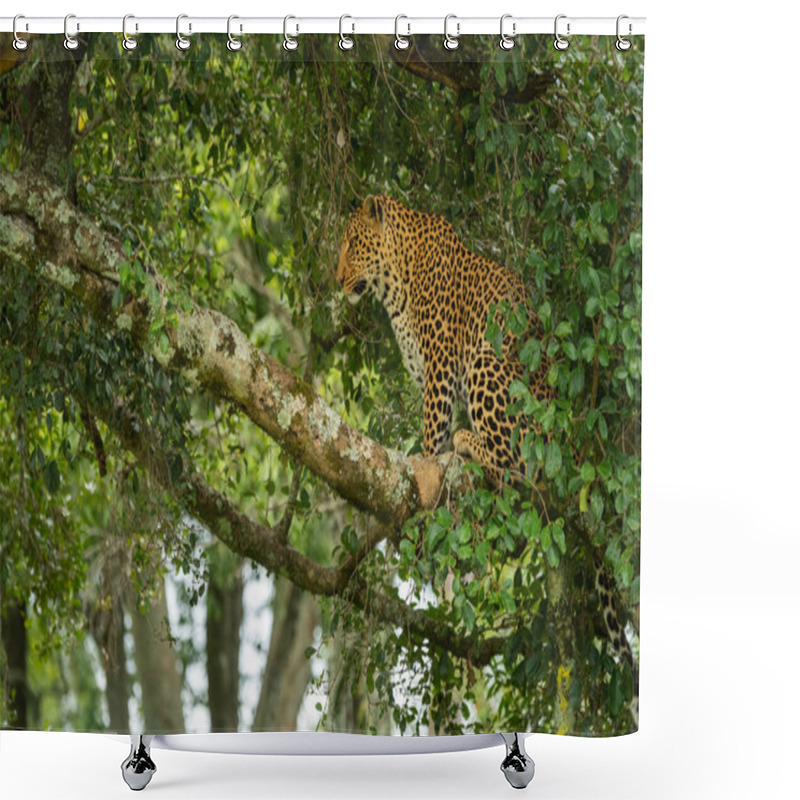 Personality  Leopard Sits On Tree Branch Looking Down Shower Curtains