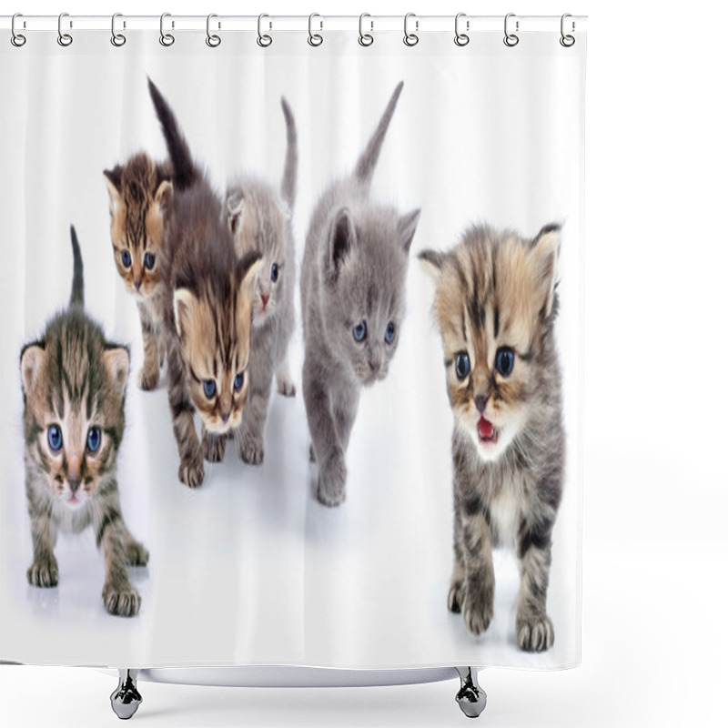 Personality  Studio Isolated Portrait Of Large Group Of Kittens  Shower Curtains