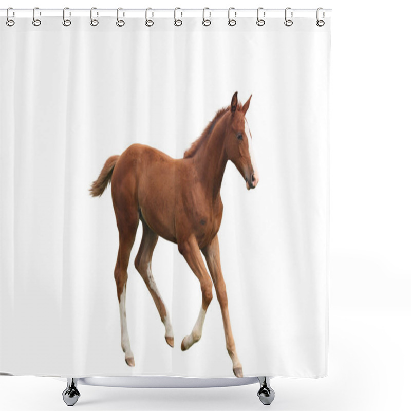 Personality  Young Foal Running Free Isolated On White Shower Curtains