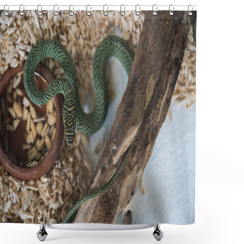 Personality  Closeup View Of Danger Snake In Terrarium Shower Curtains