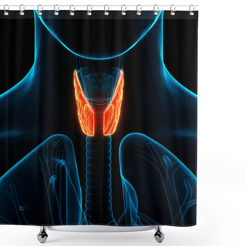 Personality  Human Body Glands Lobes Of Thyroid Gland Anatomy. 3D Shower Curtains