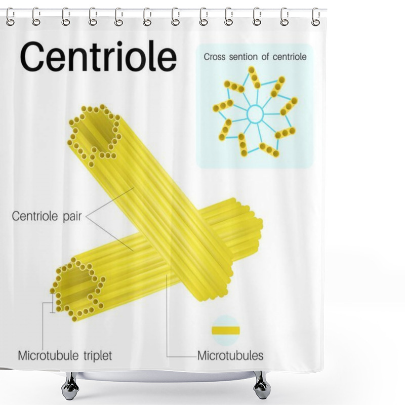 Personality  Centrioles Are Cylindrical Organelles.Found In Most Eukaryotic Cells. Shower Curtains