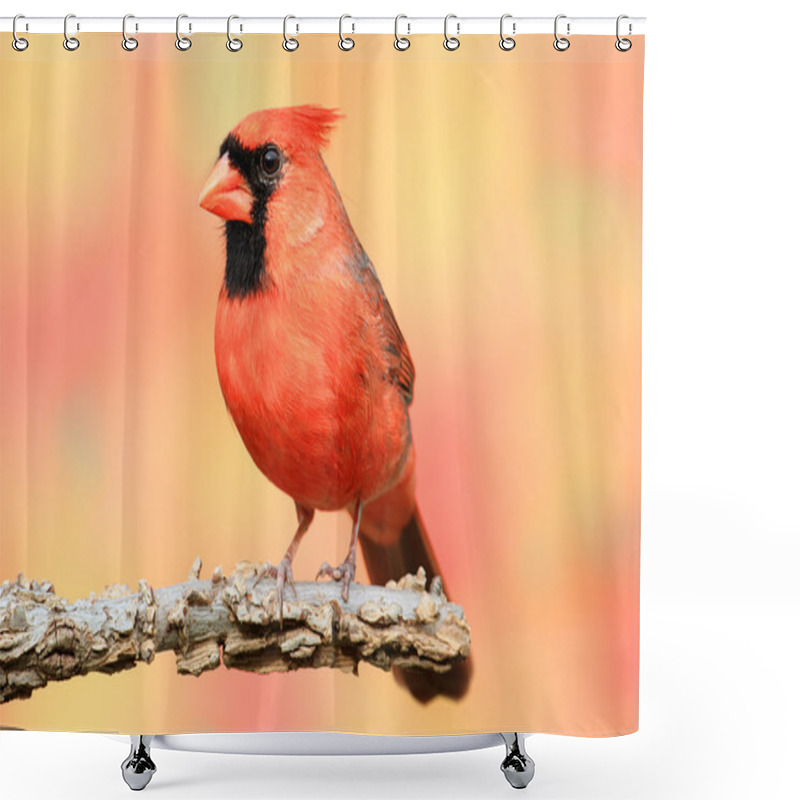 Personality  Male Northern Cardinal Shower Curtains