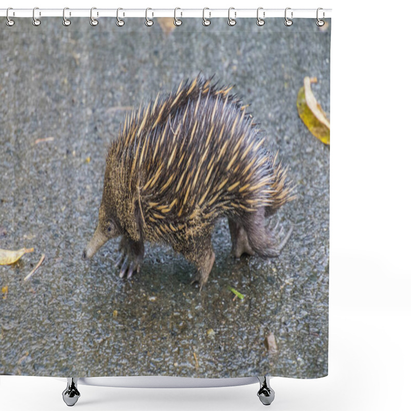 Personality  An Echidna Foraging Shower Curtains