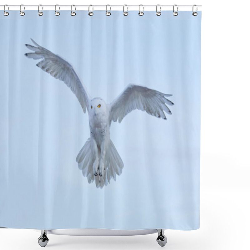 Personality  Snowy Owl, Nyctea Scandiaca  Shower Curtains