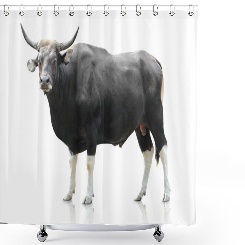 Personality  Black Big Cow On White Background Shower Curtains