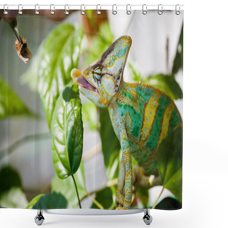 Personality  Yemen Chameleon Shower Curtains