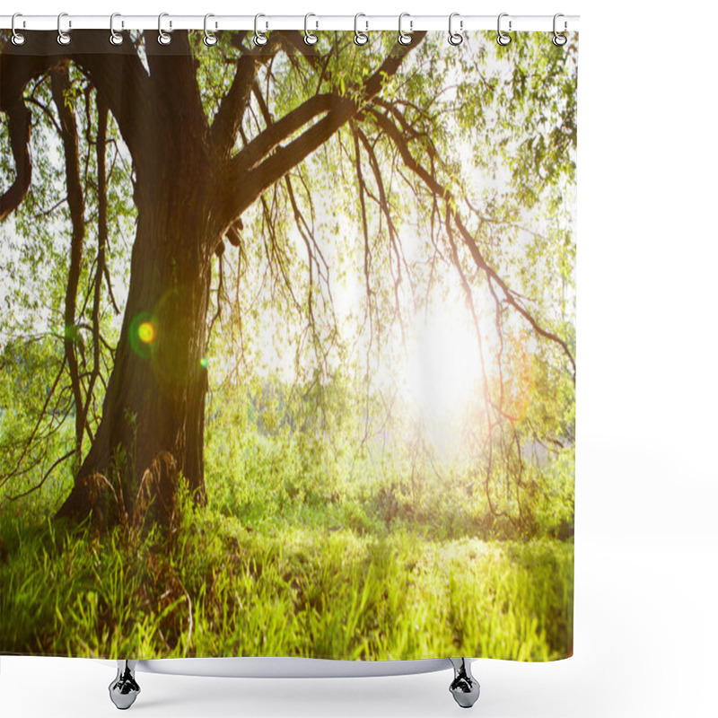 Personality  Spring Meadow With Big Tree With Fresh Green Leaves Shower Curtains