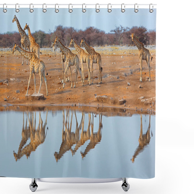 Personality  Giraffe Herd At Waterhole Shower Curtains