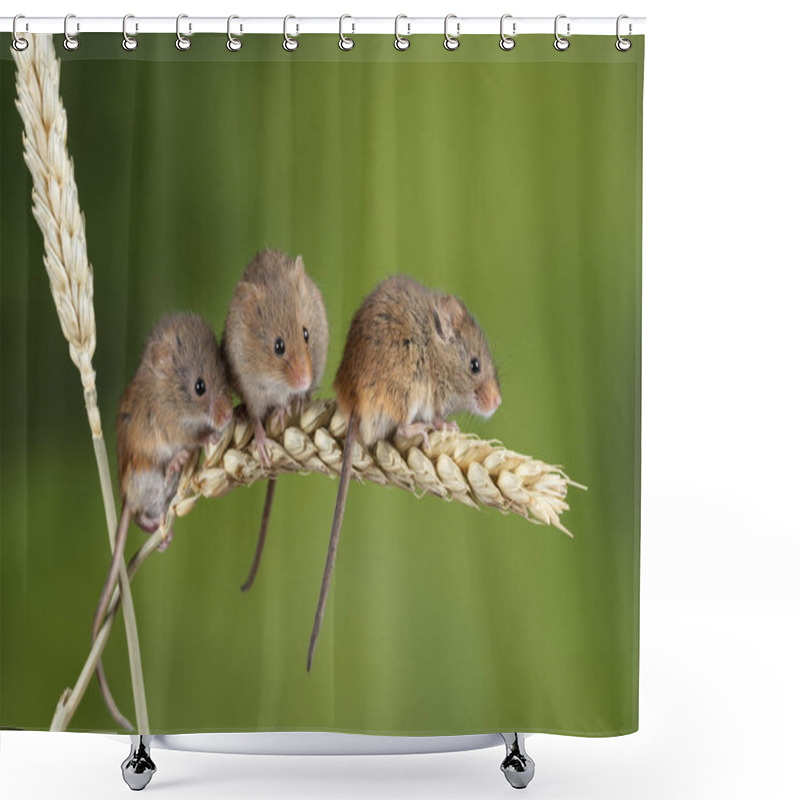 Personality  Adorable Cute Harvest Mice Micromys Minutus On Wheat Stalk With  Shower Curtains