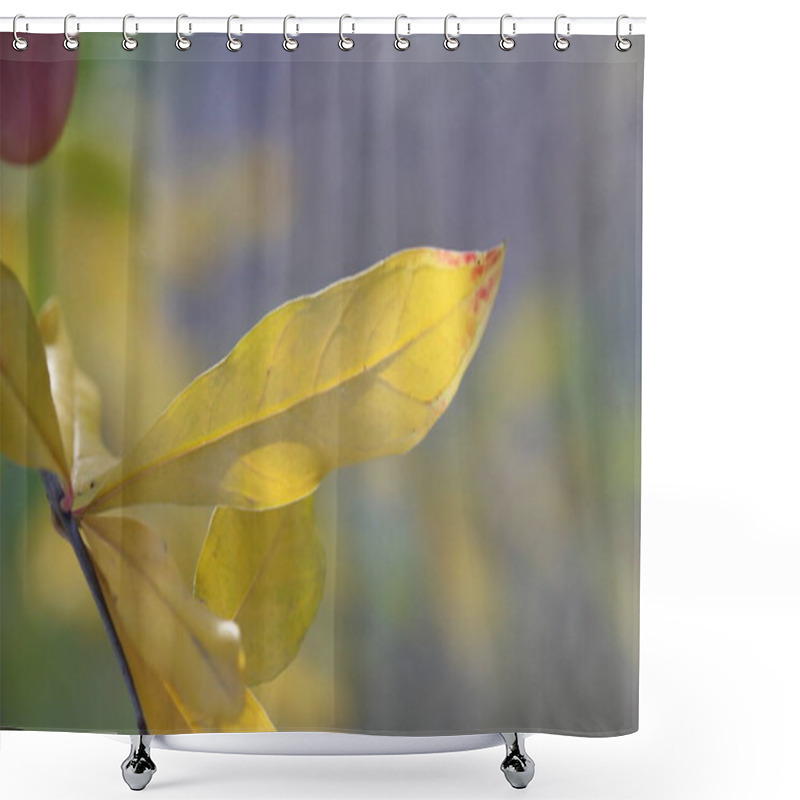 Personality  Yellow Pomegranate Leaves On The Tree In Autumn Shower Curtains