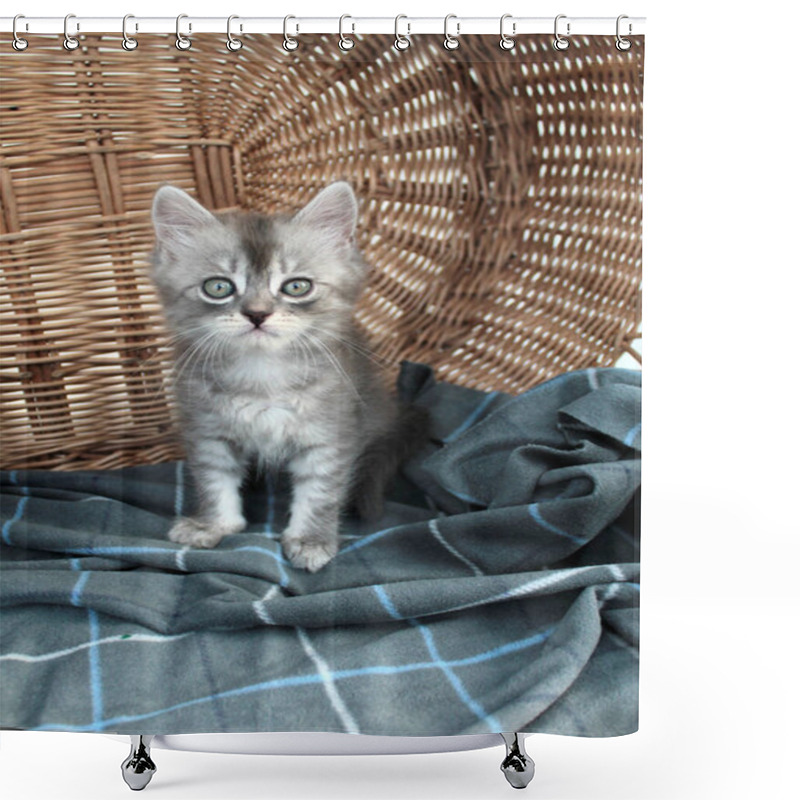 Personality  Touching Little Grey Kitten, British Cat Feline Young Shower Curtains