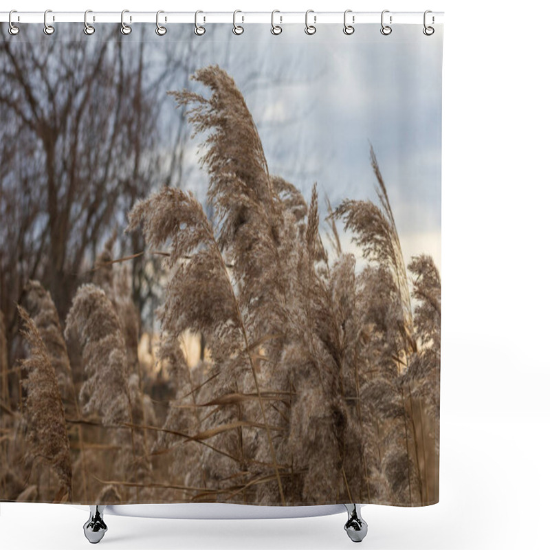 Personality  Reeds Growing Out Of The Water On A Frozen Lake Shower Curtains