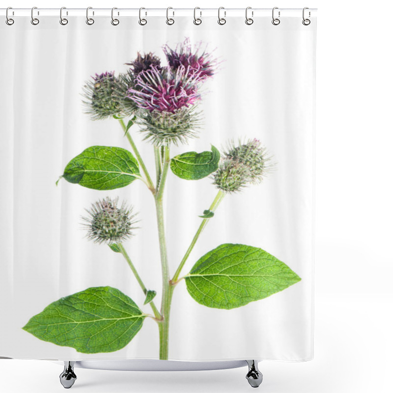 Personality  Greater Burdock (Arctium Tomentosum) Flower And Leaves On A Whit Shower Curtains