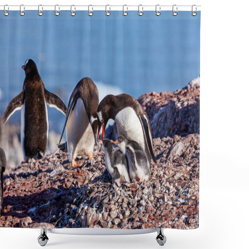 Personality  Gentoo Penguins In The Antarctic Area Shower Curtains