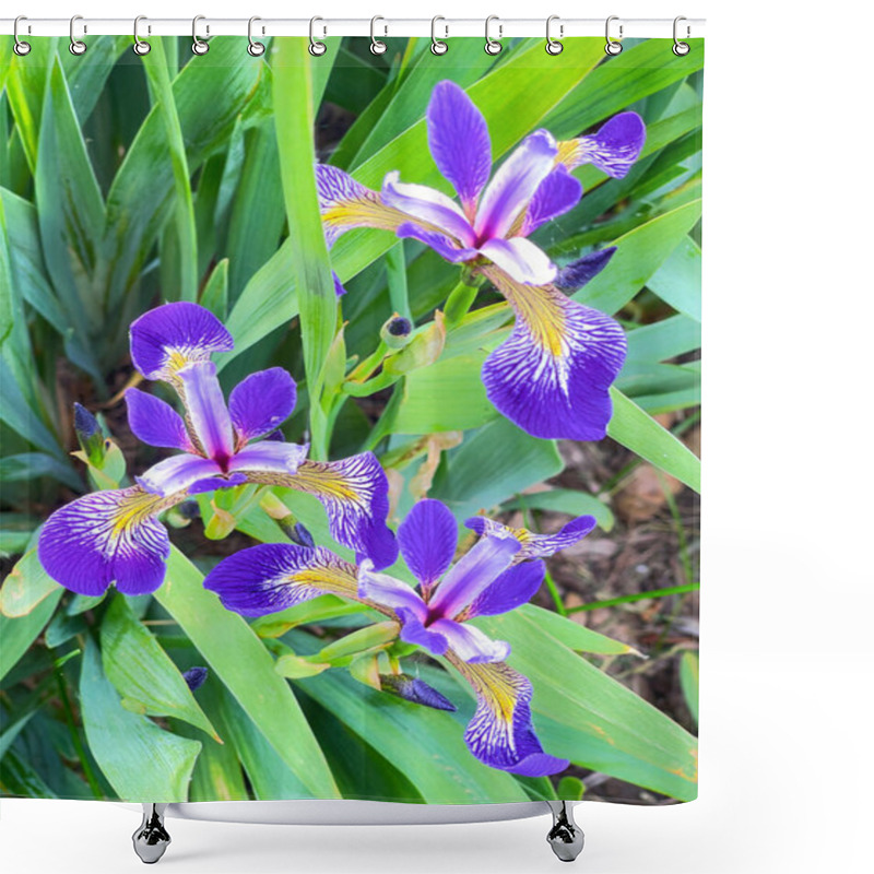 Personality  Close-up Of Vibrant Purple Irises In Full Bloom, Showcasing Their Intricate Patterns And Lush Green Foliage, Captured In A Natural Garden Setting Shower Curtains