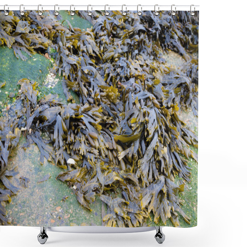 Personality  Seaweed Washed Up On The Shoreline Of The Isle Of Grain, Kent, UK Shower Curtains