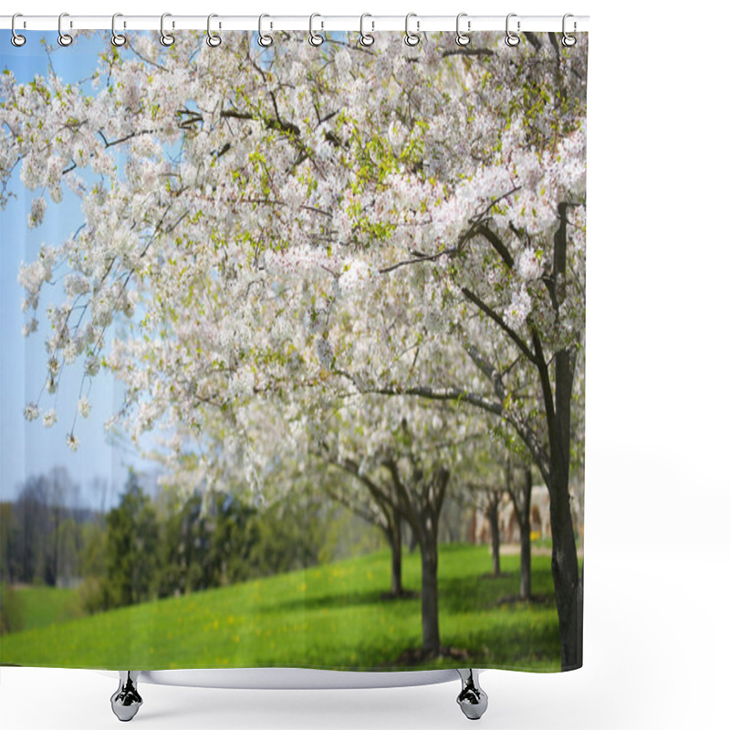 Personality  Tree With White Spring Blossoms Of Cherry In The Garden. Sunny D Shower Curtains