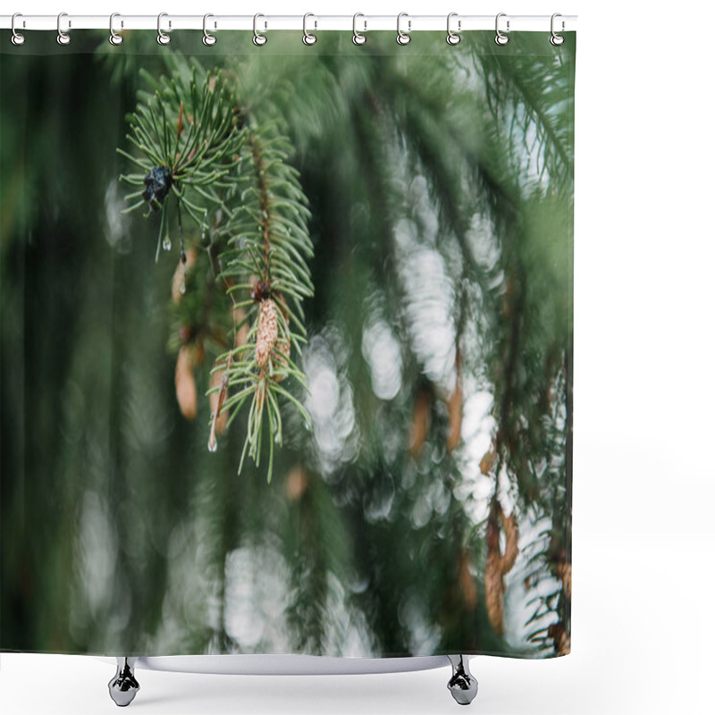 Personality  Close-up Shot Of Beautiful Green Spruce Branches With Growing Cones Shower Curtains