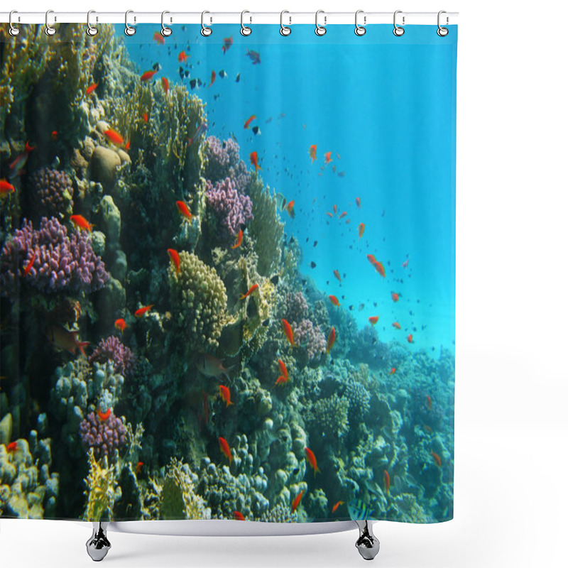 Personality  Coral Reef And Tropical Fishes Shower Curtains