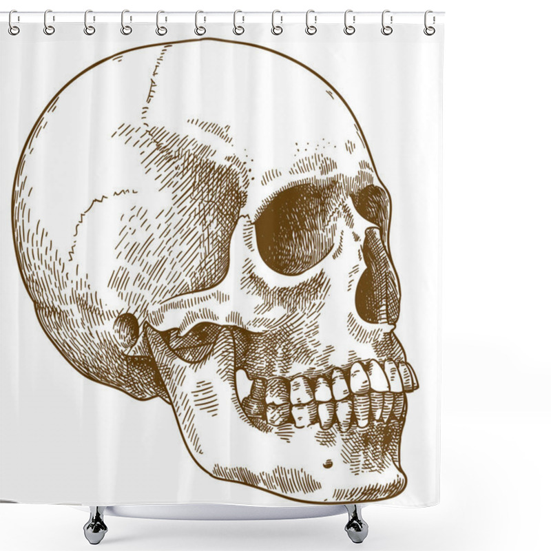 Personality  Vector Antique Engraving Drawing Illustration Of Human Skull Isolated On White Background Shower Curtains