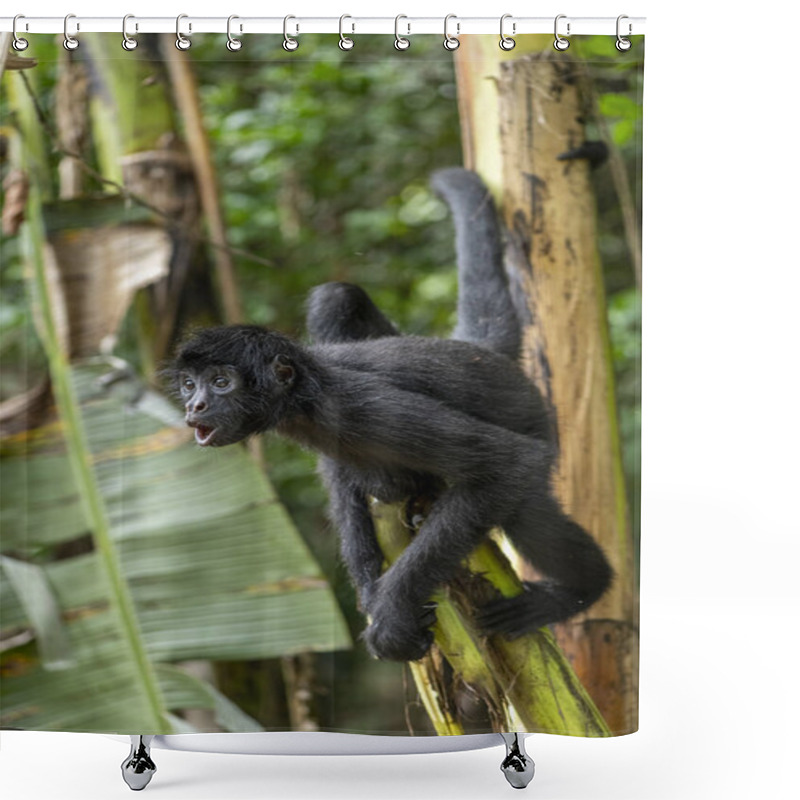 Personality  Spider Monkey In Its Natural Habitat In The Amazon Rainforest Shower Curtains