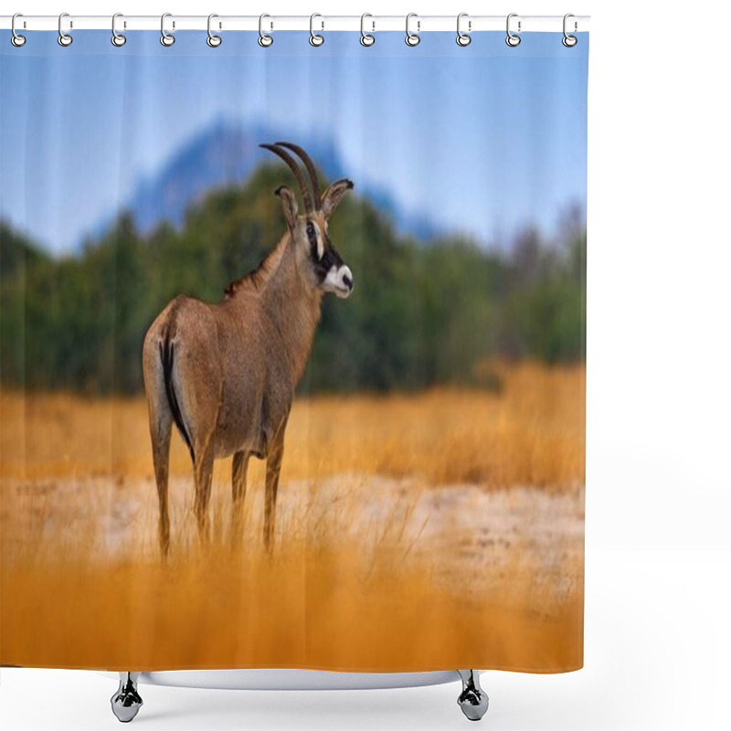 Personality  Roan Antelope, Hippotragus Equinus, In The Grass, Mountain In The Background, Savuti, Chobe NP In Botswana, Africa. Animal, Savannah Antelope In The Nature Habitat. Nature Wildlife.        Shower Curtains