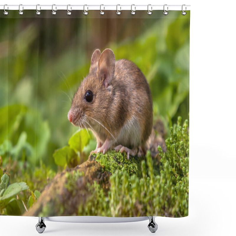 Personality  Wood Mouse In Natural Habitat Shower Curtains