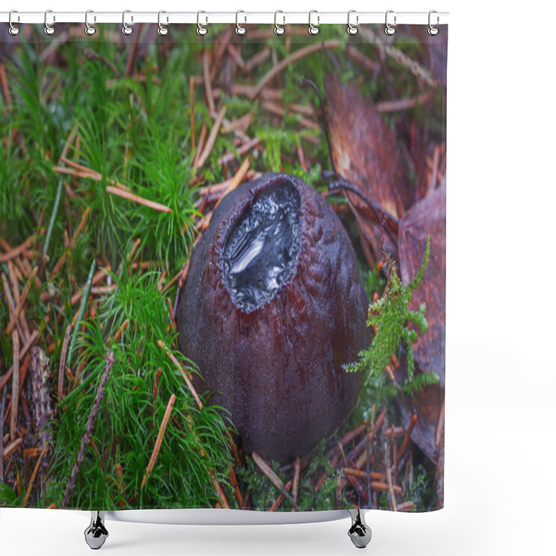 Personality  Sarcosoma Globosum A Rare Mushroom That Must Be Protected And Carefully Preserved. Shower Curtains