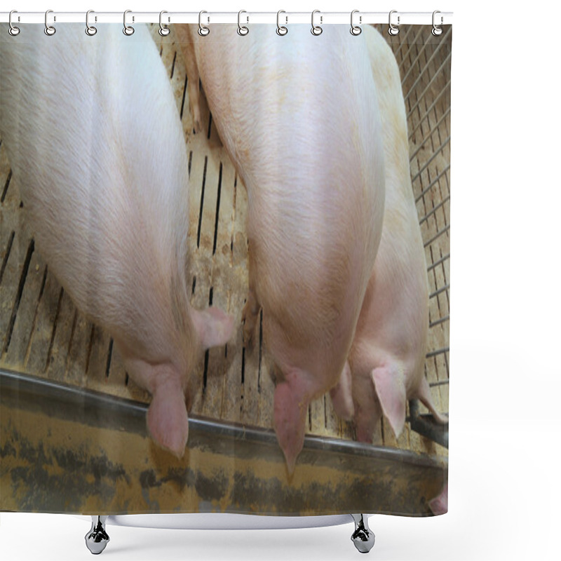 Personality  Fat Pigs And Sows Eat In Livestock Of The Farm Shower Curtains