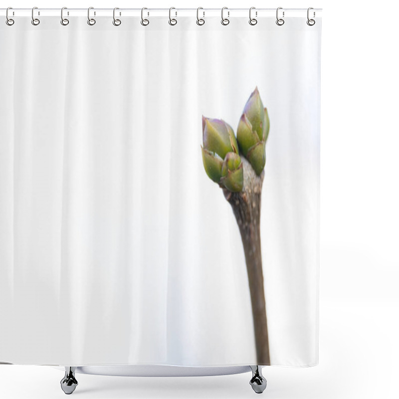 Personality  A Minimalistic Image Showcasing The Fresh Buds Of A Tree Branch Against A Softly Blurred Background. The Composition Highlights Early Spring And The Promise Of New Growth. Perfect For Concepts Of Shower Curtains