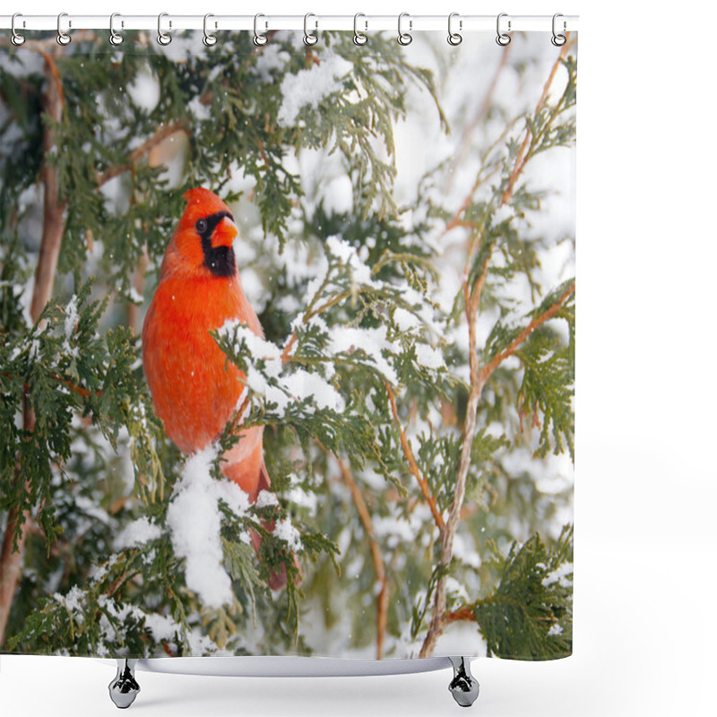 Personality  Male Northern Cardinal In Winter. Shower Curtains