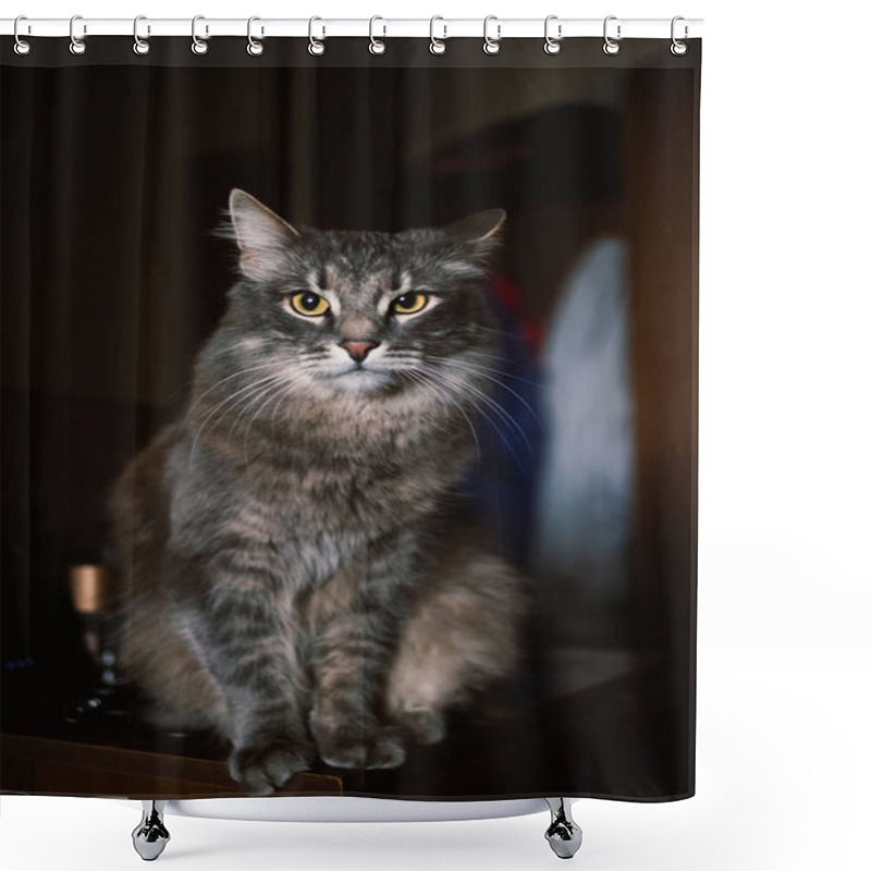 Personality  Beautiful Grey Cat Sitting On A Pedestal And Looking At Camera Shower Curtains