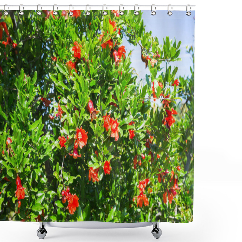 Personality  Flowering Plantation Of Pomegranate In The Valleys Of Turkey Shower Curtains