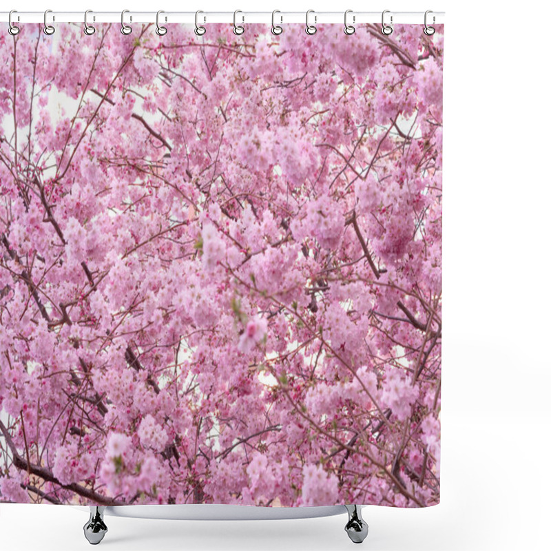 Personality  Close Up Of Blooming Tree Background And Wallpaper,springtime ,brunches Of Tree With Blossom Of Flowers Shower Curtains