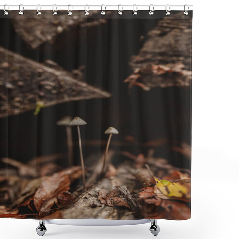 Personality  Tiny Mushrooms Among A Stack Of Logs Shower Curtains