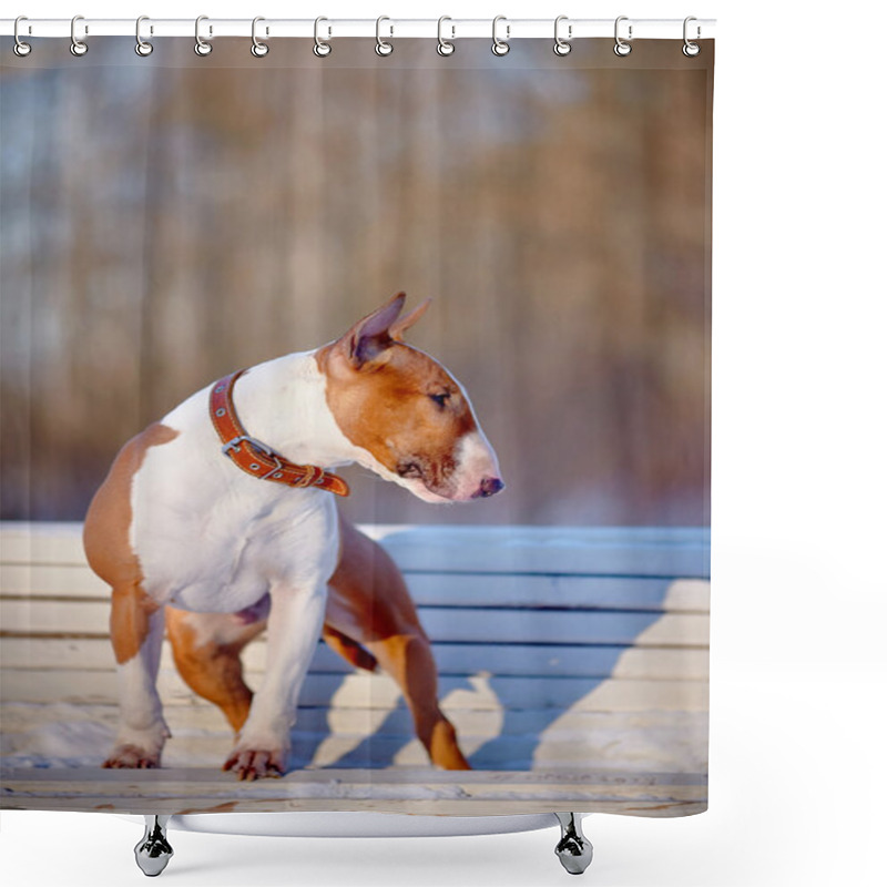 Personality  The Red Bull Terrier On A White Bench In Park. Shower Curtains