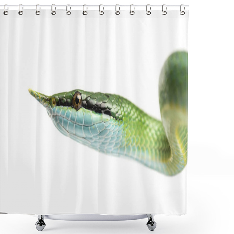 Personality  Rhino Rat Snake, Rhynchophis Boulengeri, Isolated Shower Curtains