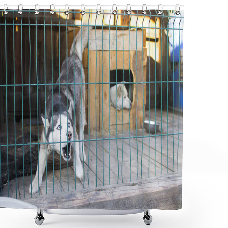 Personality  Dog With Blue Eyes In The Street Open-air Cage Shower Curtains