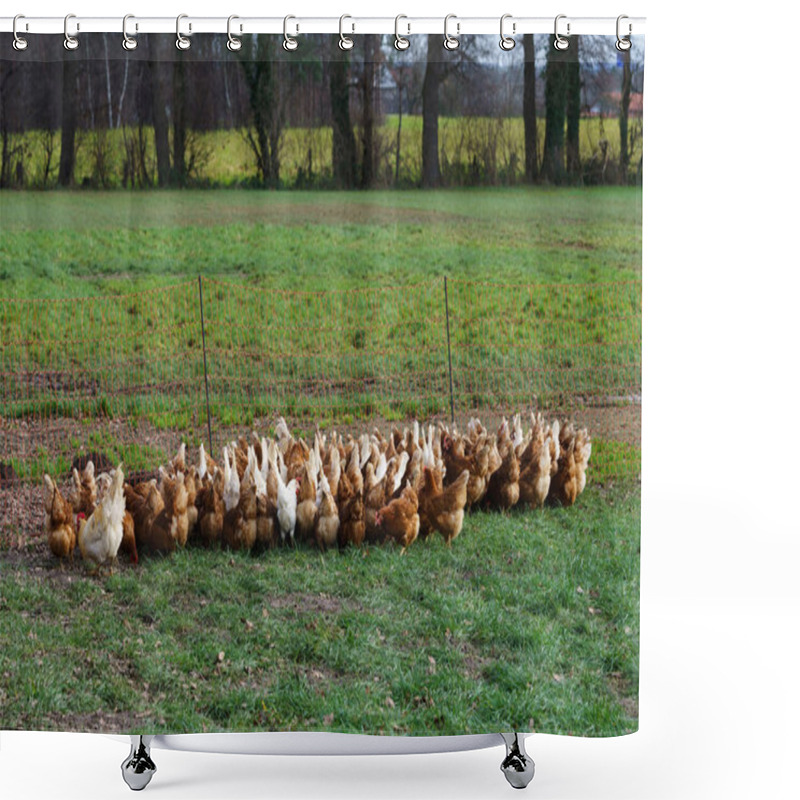 Personality  Outdoors Chicken Farm, Chicken Feeding. Free Range Farming. Shower Curtains