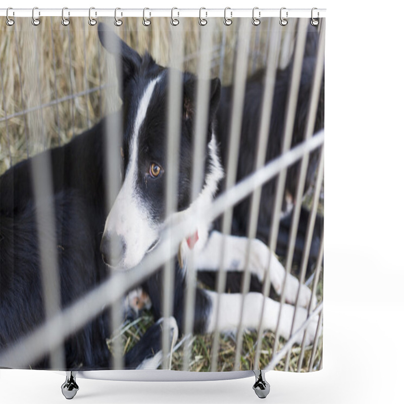 Personality  Ownerless Dogs In Cage Shower Curtains